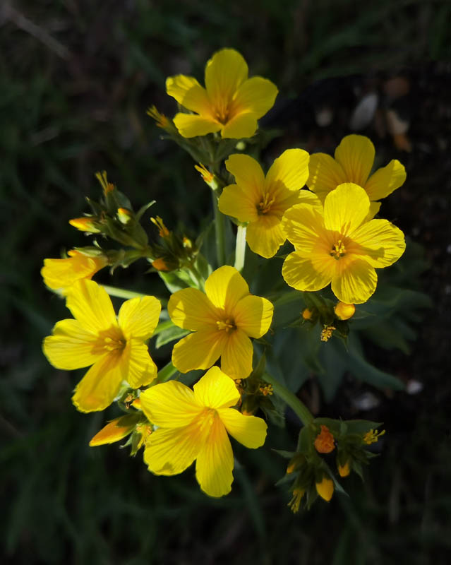 Linum capitatum